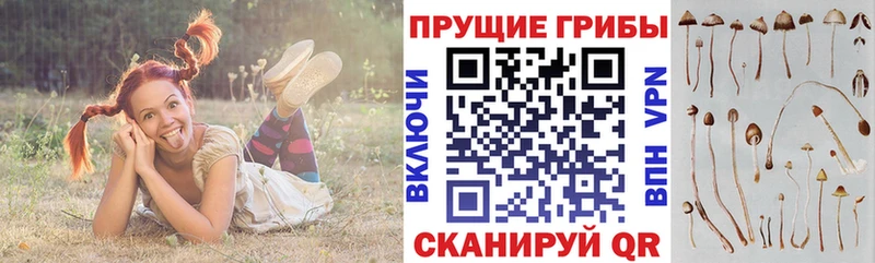 купить наркотики сайты Соль-Илецк Псилоцибиновые грибы прущие грибы